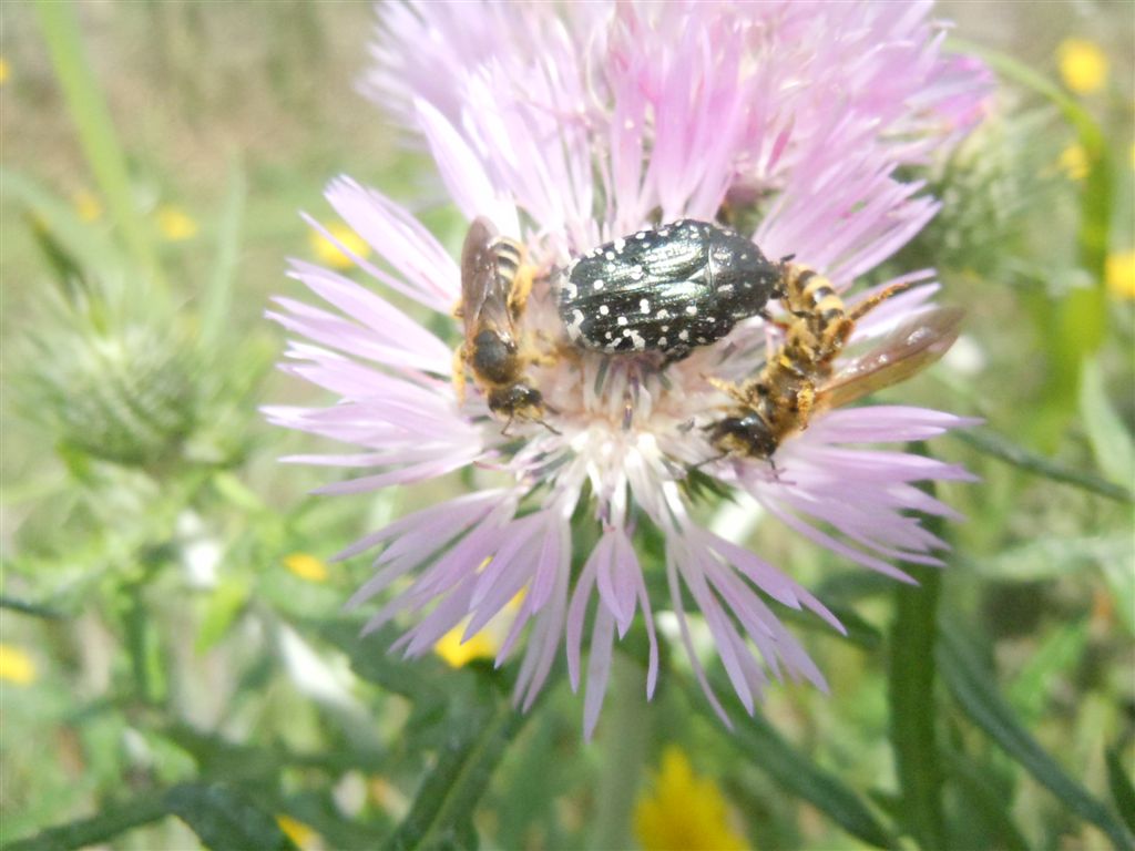 Folla al mercato dei fiori (Oxythirea e Halictidae)